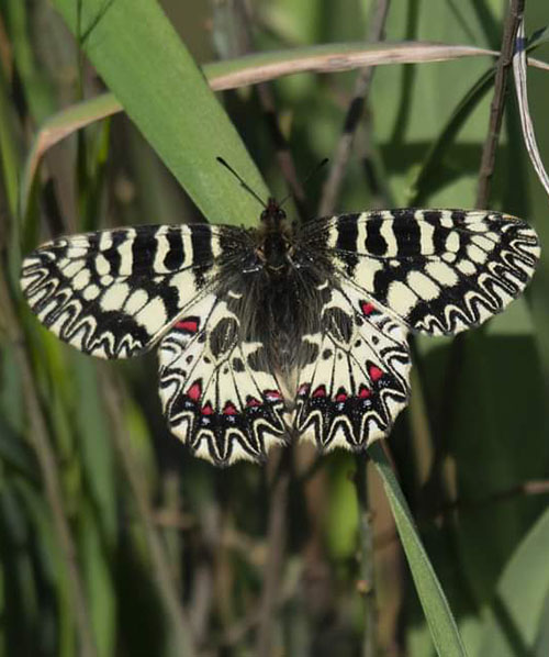 Habitat e biodiversità